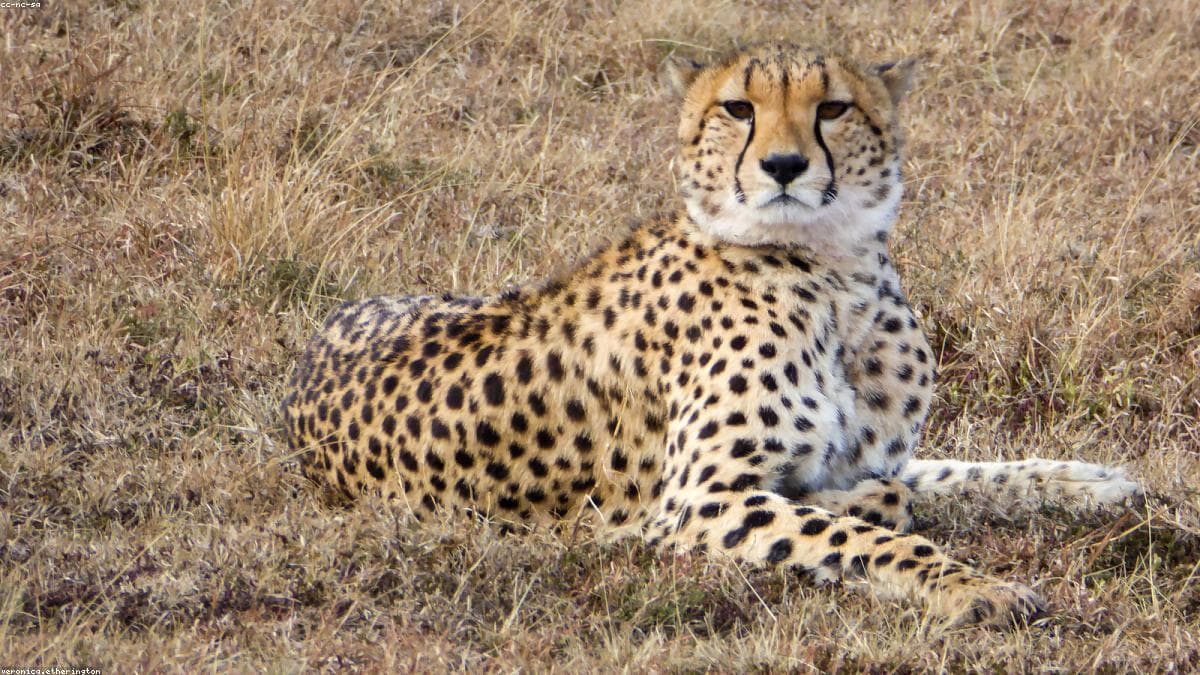 Group trip to Maasai Mara: Maasai Mara: 5 spots left